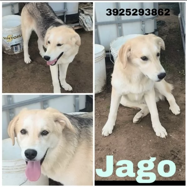 Cucciolo in adozione Jago cerca casa  | Foto 1