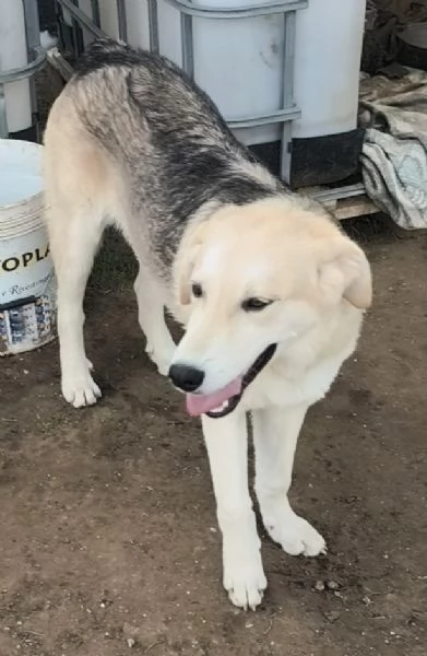 Cucciolo in adozione Jago cerca casa  | Foto 0