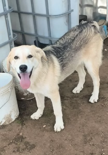 Cucciolo in adozione Jago cerca casa 