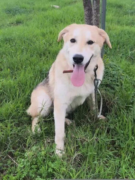 Jago illuso di andare a casa invece egrave ancora qui che attende | Foto 5