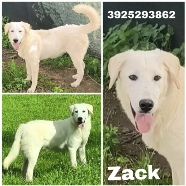 Zack illuso di andare a casa invece egrave ancora qui che attende