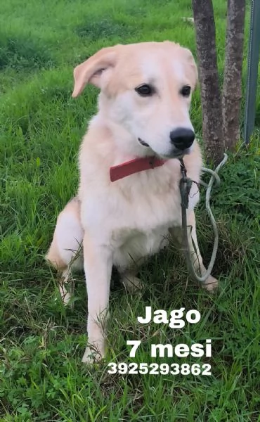 Jago illuso di andare a casa invece egrave ancora qui che attende | Foto 2