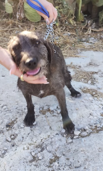 Nina una dolce cagnolina in attesa di una famiglia  | Foto 6