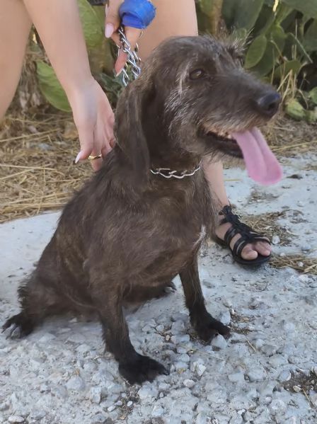 Nina una dolce cagnolina in attesa di una famiglia  | Foto 5