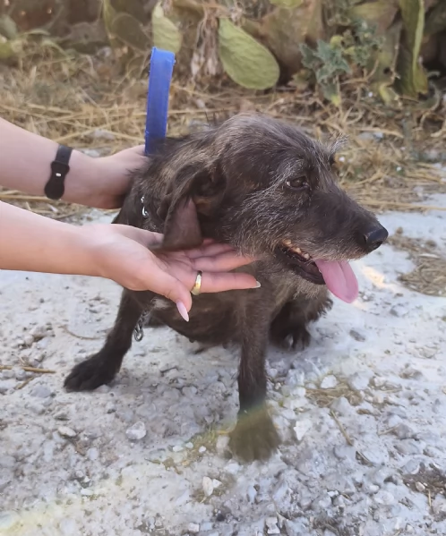 Nina una dolce cagnolina in attesa di una famiglia  | Foto 4