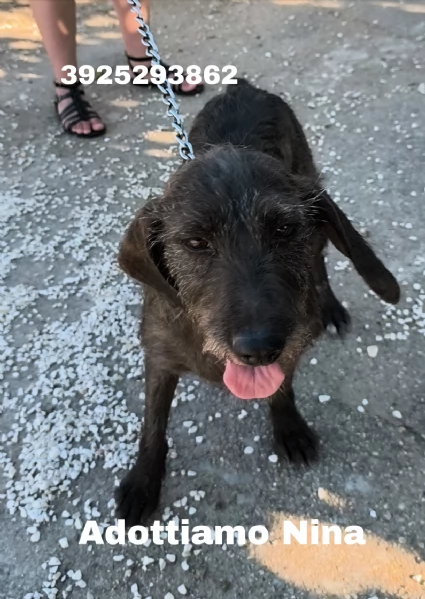 Nina una dolce cagnolina in attesa di una famiglia  | Foto 3
