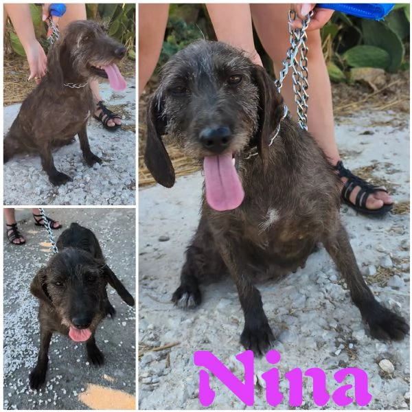 Nina una dolce cagnolina in attesa di una famiglia 