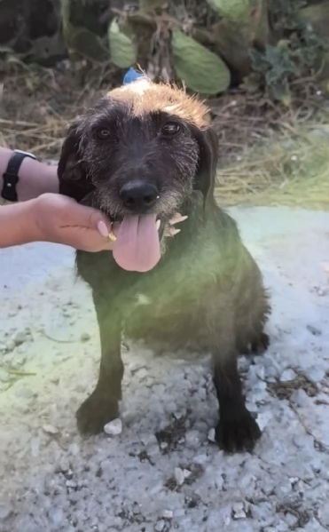 Nina una dolce cagnolina in attesa di una famiglia  | Foto 2