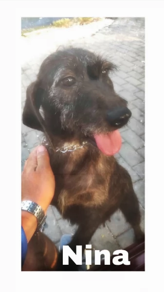 Nina una dolce cagnolina in attesa di una famiglia  | Foto 1