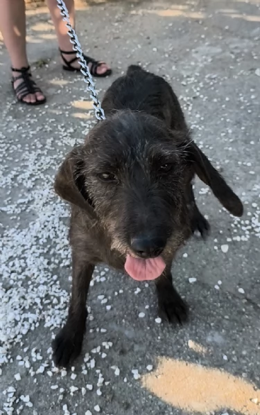 Nina una dolce cagnolina in attesa di una famiglia  | Foto 0