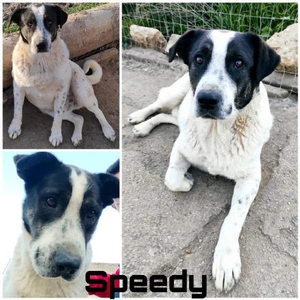 Speedybellissimo e meraviglioso egrave ancora in canile 