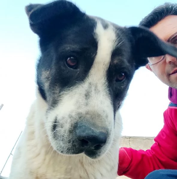 Speedybellissimo e meraviglioso egrave ancora in canile  | Foto 4