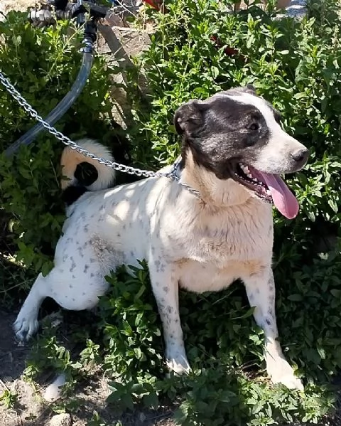 Speedybellissimo e meraviglioso egrave ancora in canile  | Foto 1
