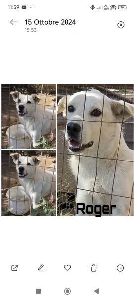 Roger ti aspetta ancora sceglilo e portalo a casa 