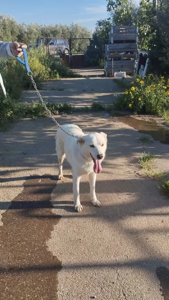 Roger ti aspetta ancora sceglilo e portalo a casa  | Foto 0