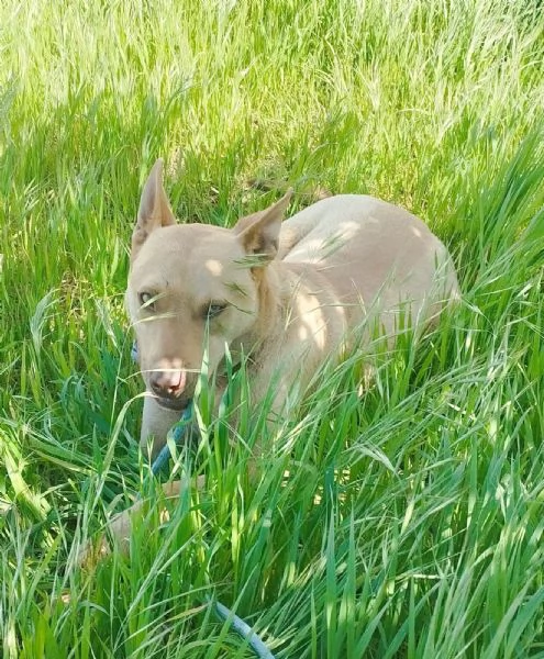 Marley egrave ancora qui che attende di essere scelto | Foto 5