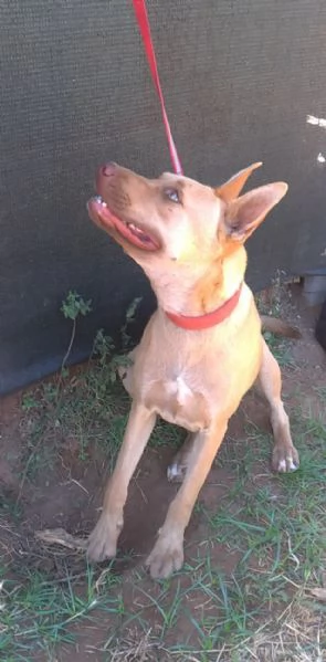 Marley egrave ancora qui che attende di essere scelto | Foto 4