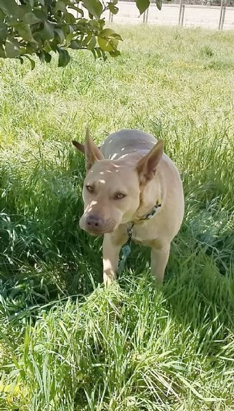Marley egrave ancora qui che attende di essere scelto | Foto 0
