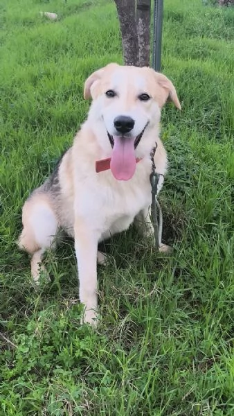 Un dolcissimo cucciolone in adozione cerca casa 