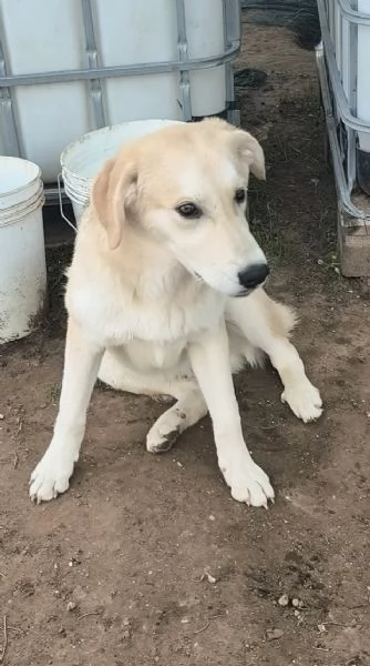 Un dolcissimo cucciolone in adozione cerca casa  | Foto 0