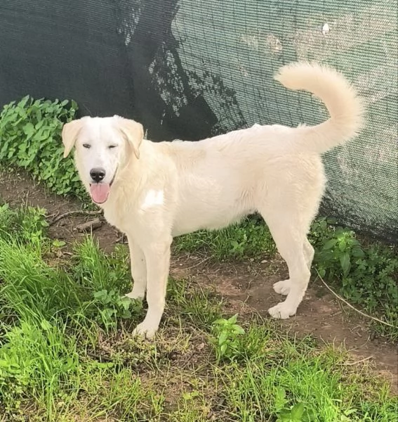 Cegrave una famiglia che adotti questo bellissimo cagnolino | Foto 6