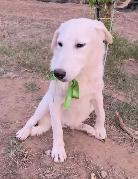 Cegrave una famiglia che adotti questo bellissimo cagnolino | Foto 6