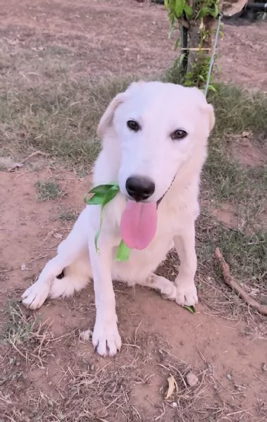 Cegrave una famiglia che adotti questo bellissimo cagnolino | Foto 5