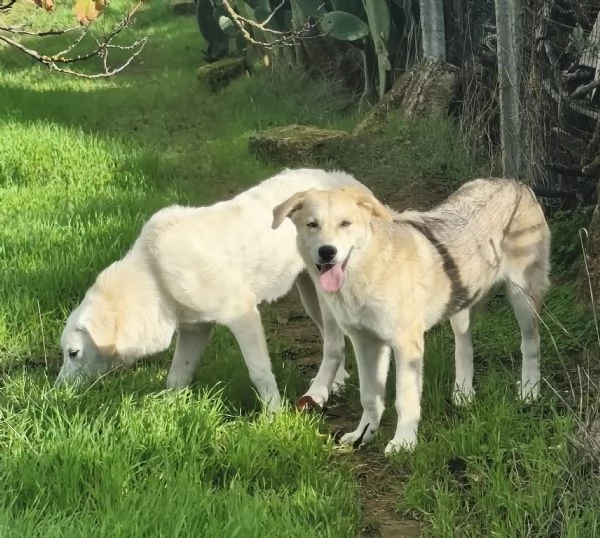Cegrave una famiglia che adotti questo bellissimo cagnolino | Foto 4