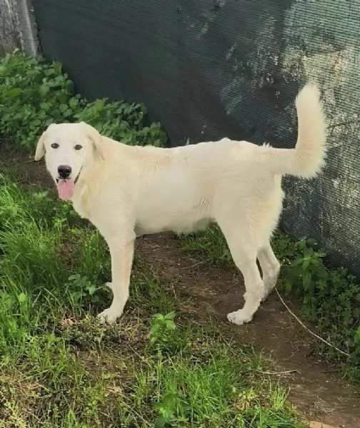 Cegrave una famiglia che adotti questo bellissimo cagnolino | Foto 3