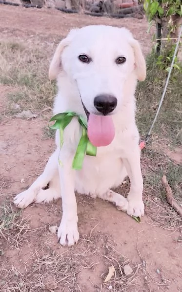 Cegrave una famiglia che adotti questo bellissimo cagnolino | Foto 4