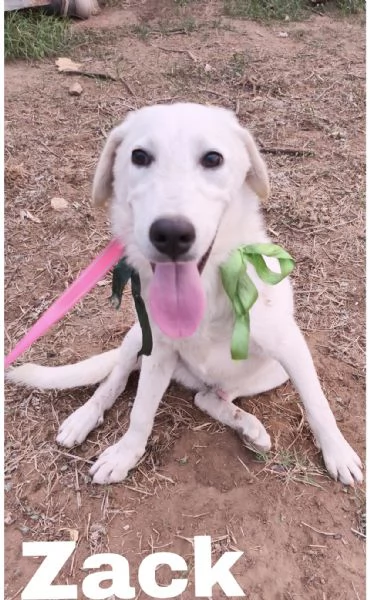 Cegrave una famiglia che adotti questo bellissimo cagnolino | Foto 3