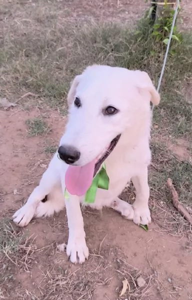 Cegrave una famiglia che adotti questo bellissimo cagnolino | Foto 2