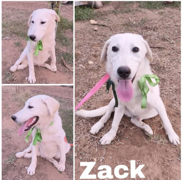 Cegrave una famiglia che adotti questo bellissimo cagnolino
