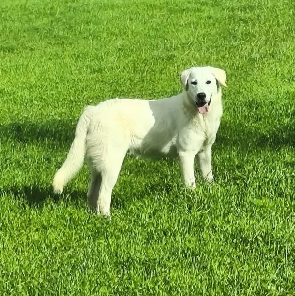 Cegrave una famiglia che adotti questo bellissimo cagnolino