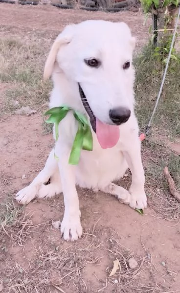 Cegrave una famiglia che adotti questo bellissimo cagnolino | Foto 1