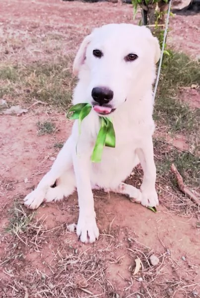 Cegrave una famiglia che adotti questo bellissimo cagnolino | Foto 0
