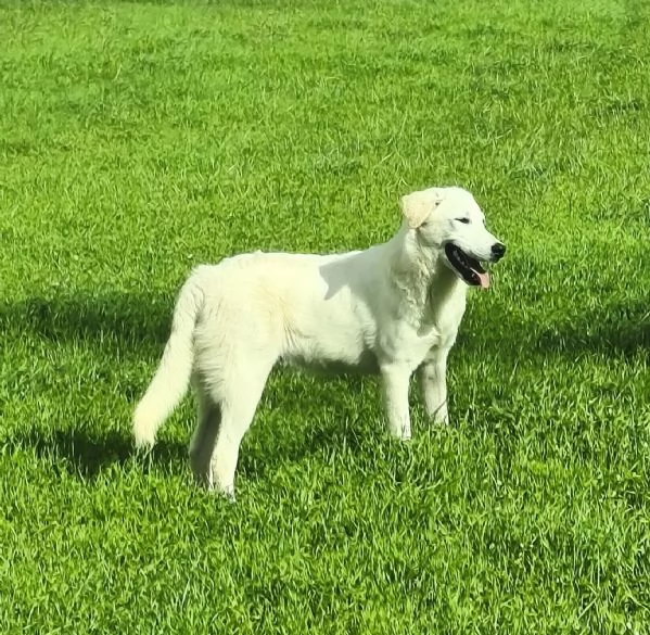 Cegrave una famiglia che adotti questo bellissimo cagnolino | Foto 2