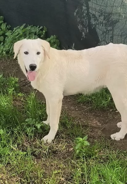 Cegrave una famiglia che adotti questo bellissimo cagnolino | Foto 0