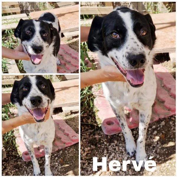 Ha atteso hidden basta una famiglia per Herveacute cane in adozione