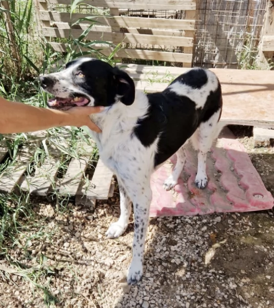 Ha atteso hidden basta una famiglia per Herveacute cane in adozione | Foto 6