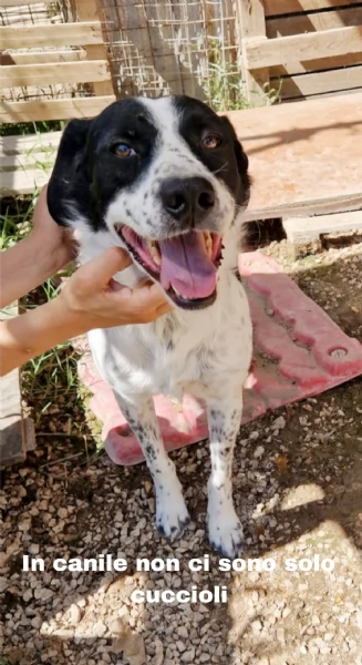 Ha atteso hidden basta una famiglia per Herveacute cane in adozione | Foto 5