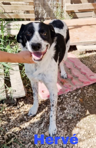 Ha atteso hidden basta una famiglia per Herveacute cane in adozione | Foto 4