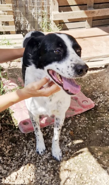 Ha atteso hidden basta una famiglia per Herveacute cane in adozione | Foto 3