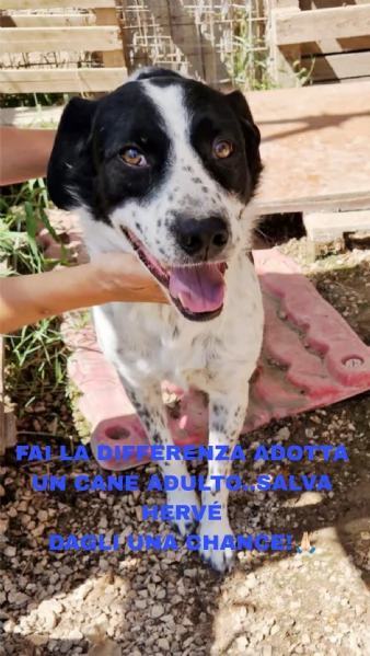 Ha atteso hidden basta una famiglia per Herveacute cane in adozione | Foto 2