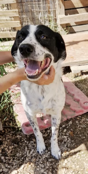 Ha atteso hidden basta una famiglia per Herveacute cane in adozione | Foto 1