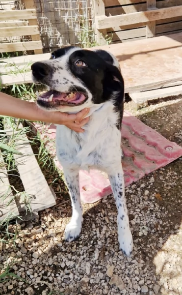 Ha atteso hidden basta una famiglia per Herveacute cane in adozione | Foto 0