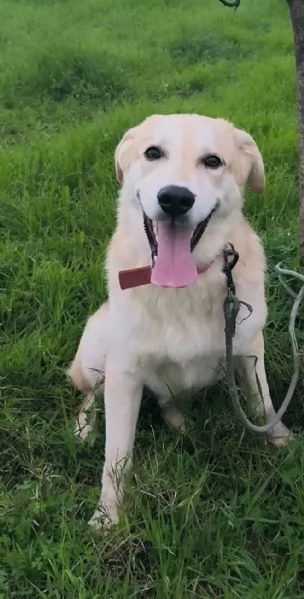 Cagnolino in adozione cerca la sua famiglia  | Foto 6
