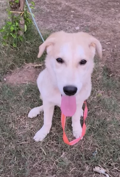 Cagnolino in adozione cerca la sua famiglia  | Foto 6
