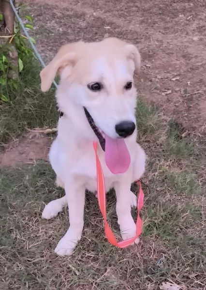 Cagnolino in adozione cerca la sua famiglia  | Foto 5