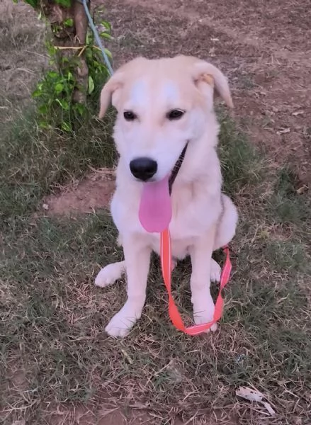 Cagnolino in adozione cerca la sua famiglia  | Foto 4